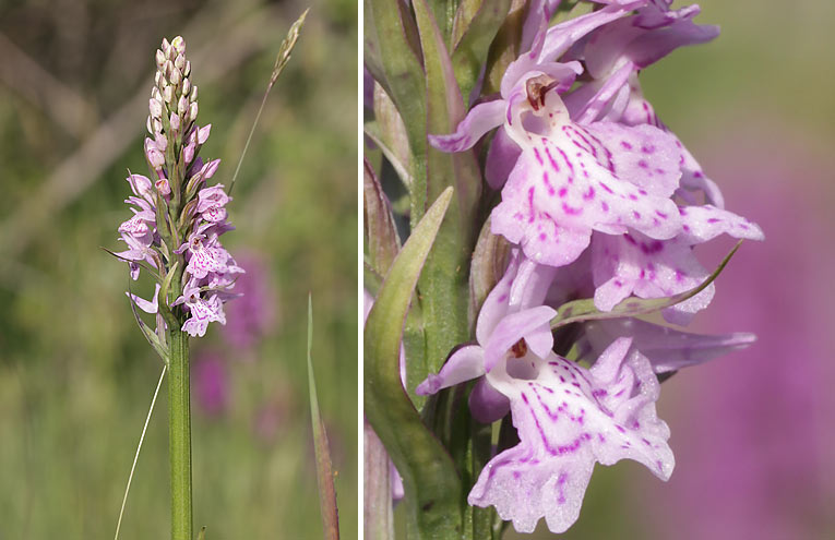 Gefleckte Fingerwurz (Dactylorhiza maculata)