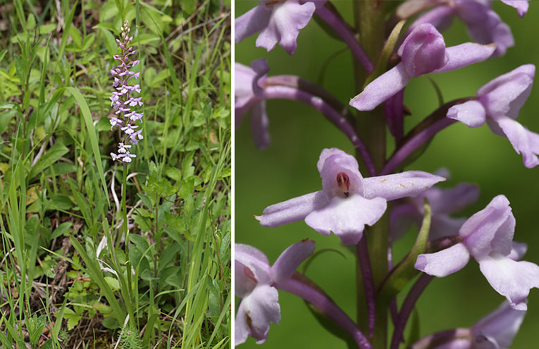 Große Händelwurz (Gymnadenia conopsea)