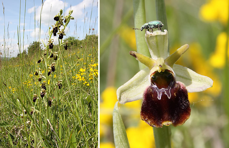 Große Spinnen-Ragwurz (Ophrys sphegodes)