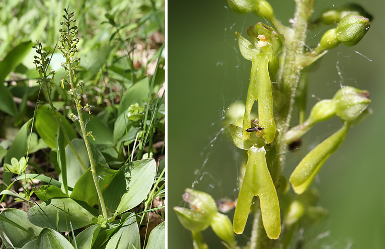 Großes Zweiblatt (Neottia ovata)