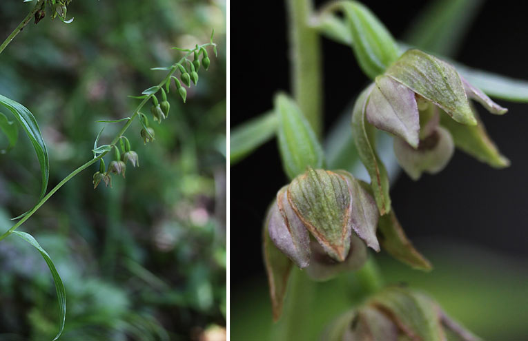 Müller-Ständelwurz (Epipactis muelleri)