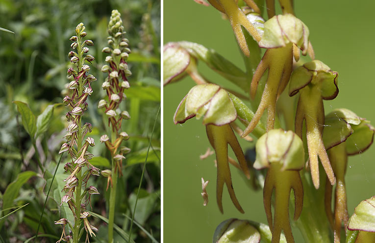 Ohnhorn-Knabenkraut (Orchis anthropophora)