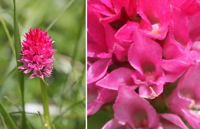 Rotes Kohlröschen (Gymnadenia rubra)