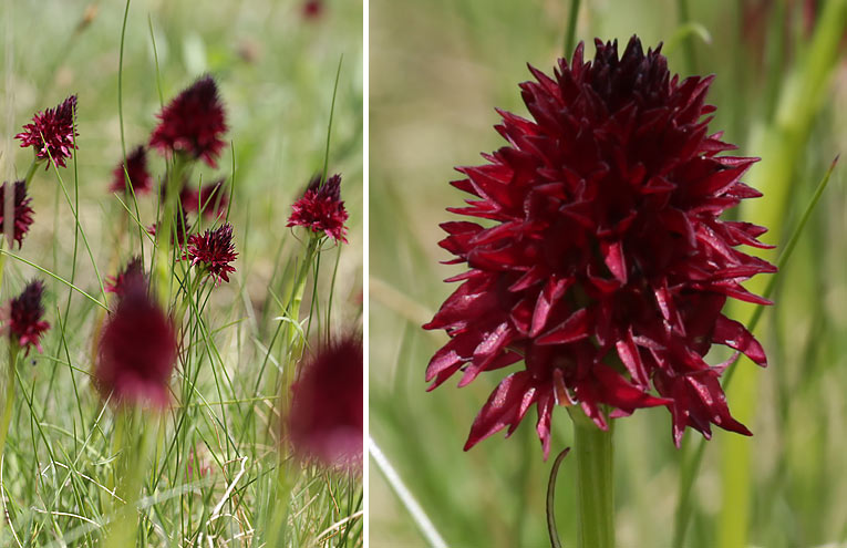 Schwarzes Kohlröschen (Gymnadenia nigra)