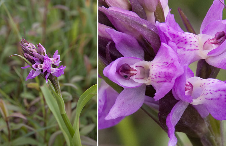 Übersehene Fingerwurz (Dactylorhiza praetermissa)