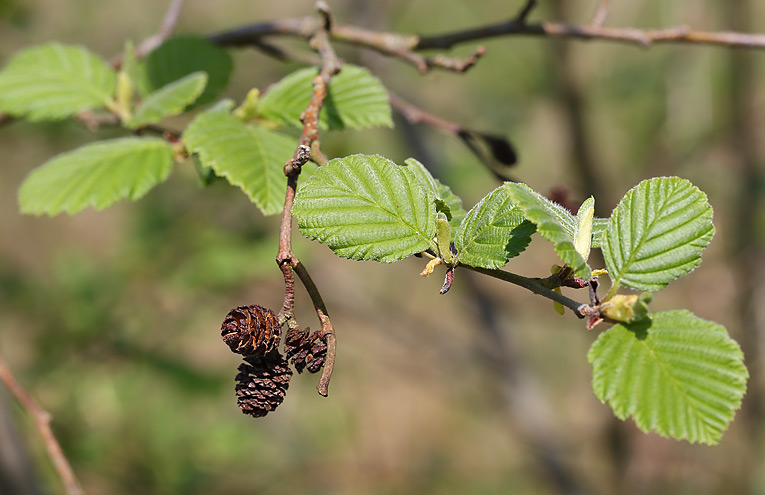 HainsternmierenErlenAuwälder Deutschlands Natur