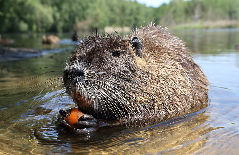 Nutria (Myocastor coypus)