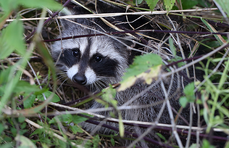 Waschbär (Procyon lotor)