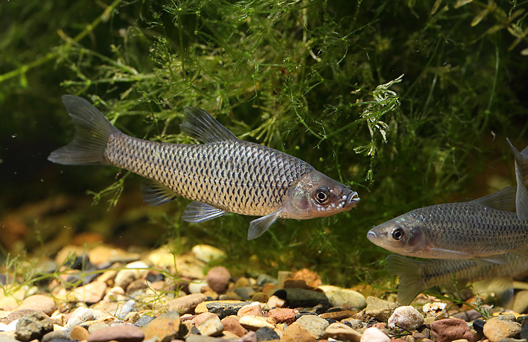 Blaubandbärbling (Pseudorasbora parva)