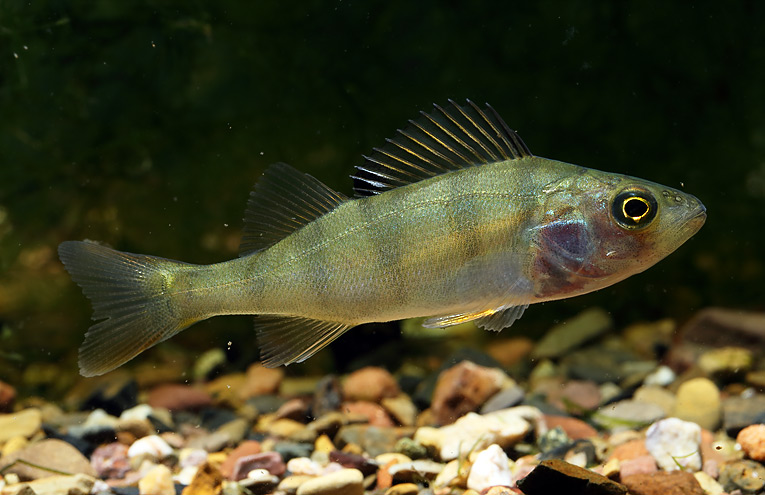 Flussbarsch (Perca fluviatilis)