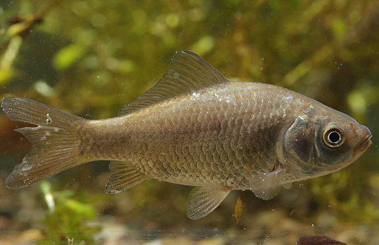 Goldfisch (Carassius auratus)