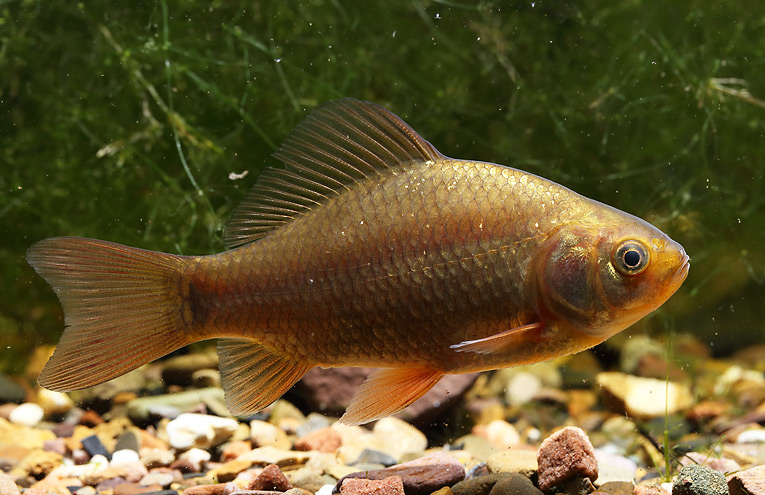 Karausche (Carassius carassius)