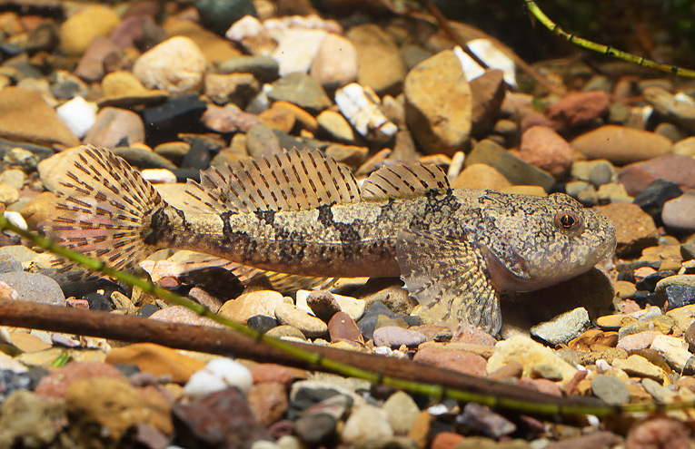 Stachelgroppe (Cottus perifretum)