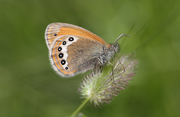 Alpen-Wiesenvögelchen (Coenonympha gardetta)