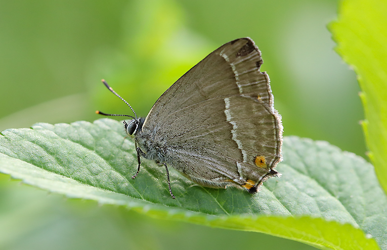 Blauer Eichenzipfelfalter (Neozephyrus quercus)