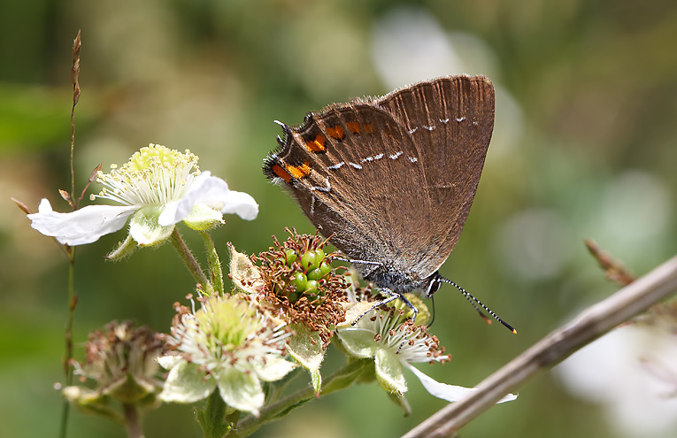 Brauner Eichen-Zipfelfalter (Satyrium ilicis)