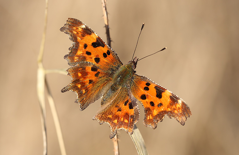 C-Falter (Polygonia c-album)