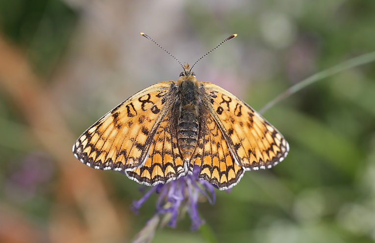 Flockenblumen-Scheckenfalter (Melitaea phoebe)