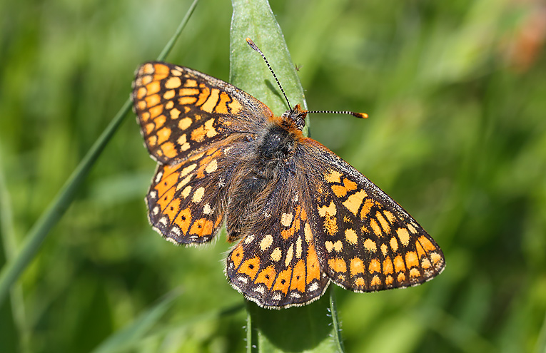 Goldener-Scheckenfalter (Euphydryas aurinia)