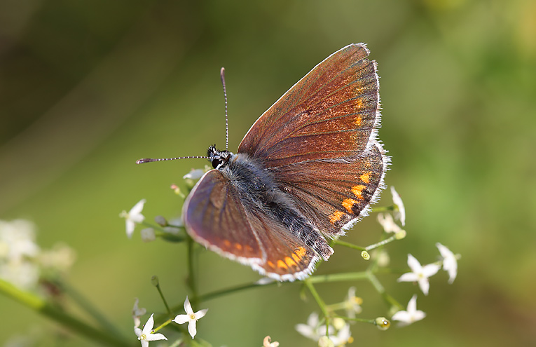 Großer Sonnenröschen-Bläuling (Aricia artaxerxes)