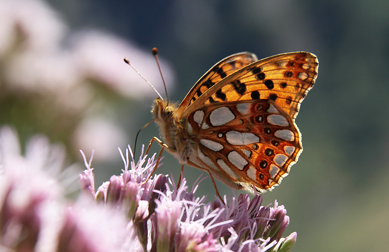 Kleiner Perlmutterfalter (Issoria lathonia)