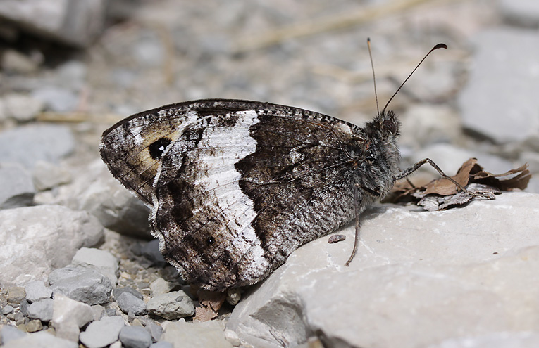 Kleiner Waldportier (Hipparchia hermione)