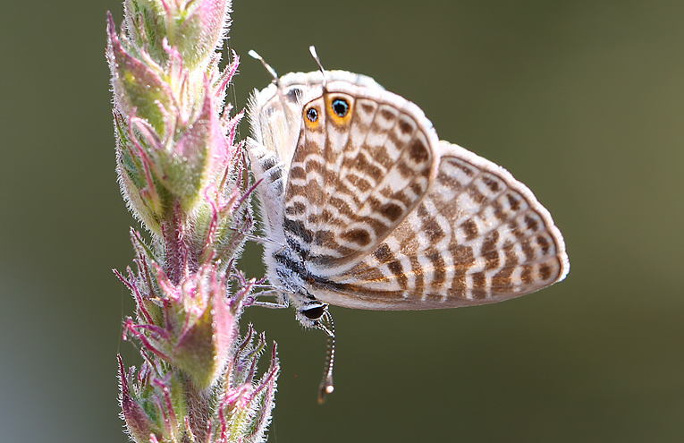 Kleiner Wanderbläuling (Leptotes pirithous)