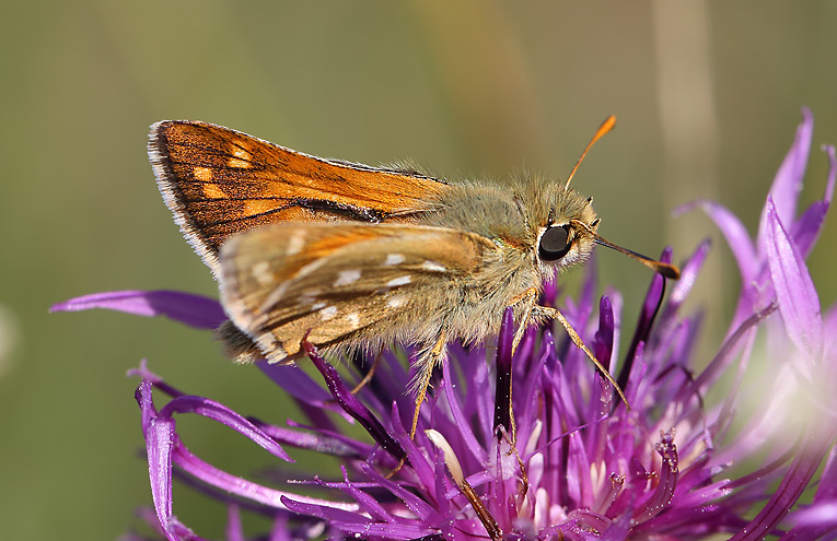 Komma-Dickkopffalter (Hesperia comma)