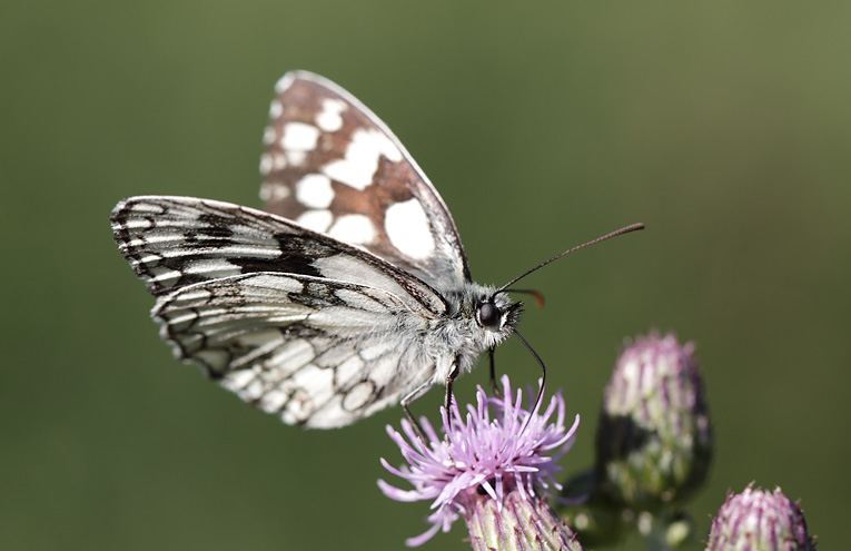 Schachbrett (Melanargia galathea)