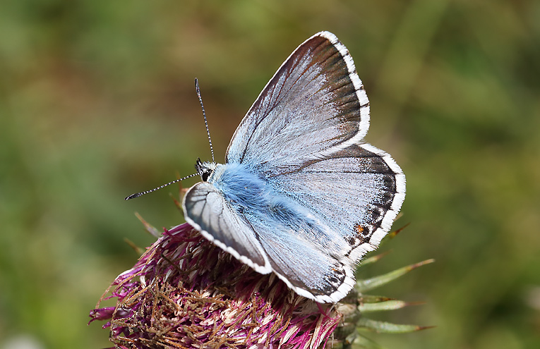 Silbergrüner Bläuling (Polyommatus coridon)