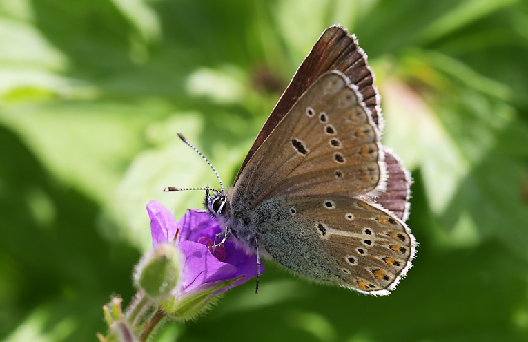 Storchschnabel-Bläuling (Aricia eumedon)