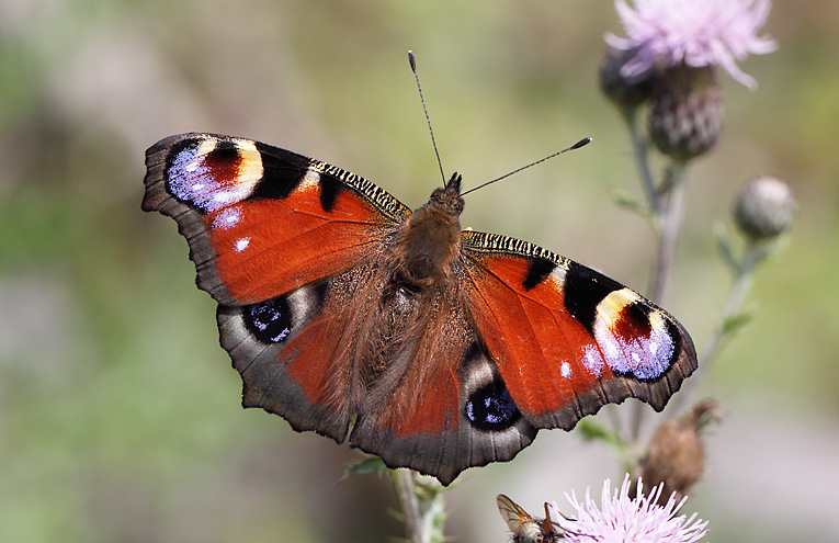 Tagpfauenauge (Inachis io)