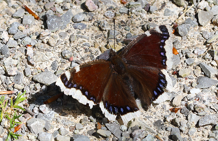 Trauermantel (Nymphalis antiopa)