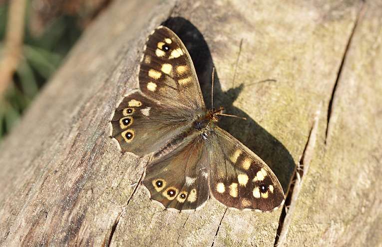 Waldbrettspiel (Pararge aegeria)