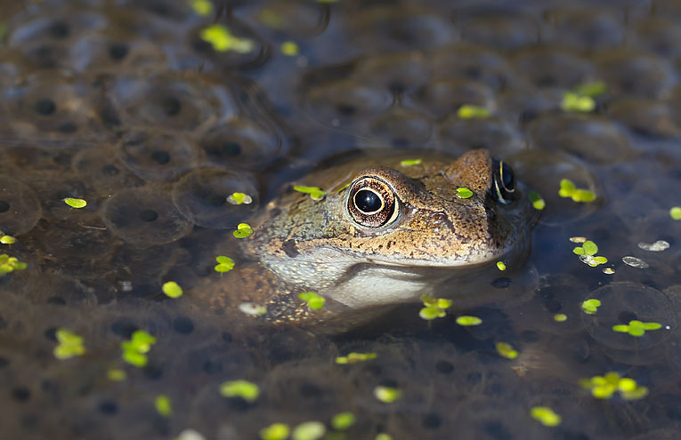Amphibien & Reptilien in Deutschland