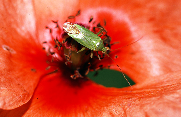 Grüne Distelwanze (Calocoris affinis)