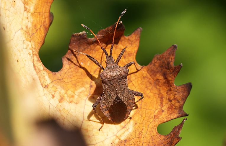 Große Randwanze (Coreus marginatus)