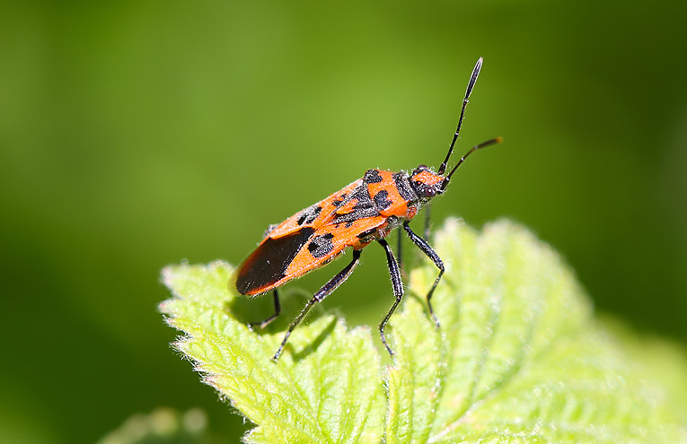 Zimtwanze (Corizus hyoscyami)