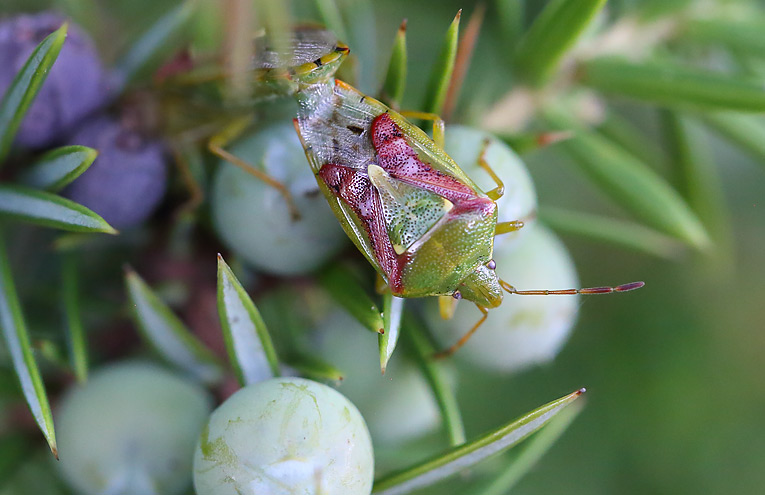 Buntrock (Cyphostethus tristriatus)