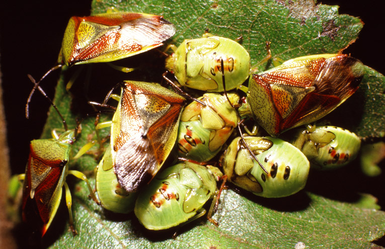 Bunte Blattwanze (Elasmostethus interstinctus)