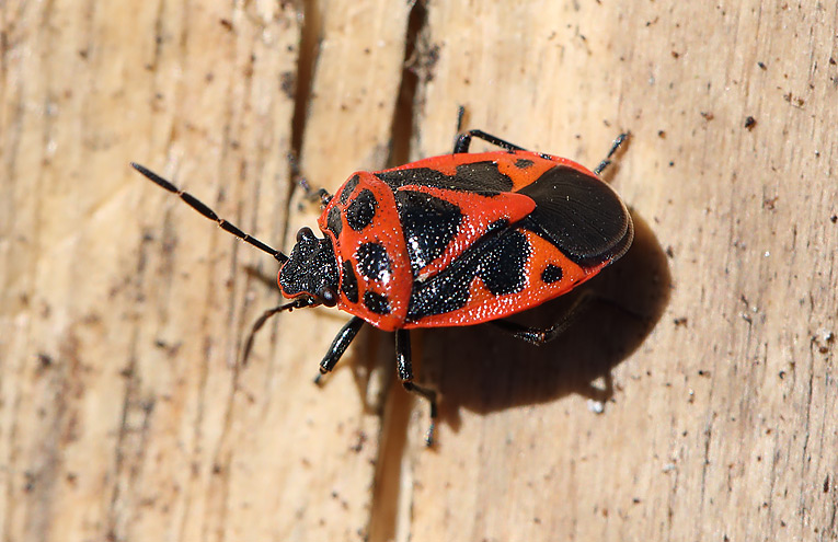 Zierliche Gemüsewanze (Eurydema dominulus)