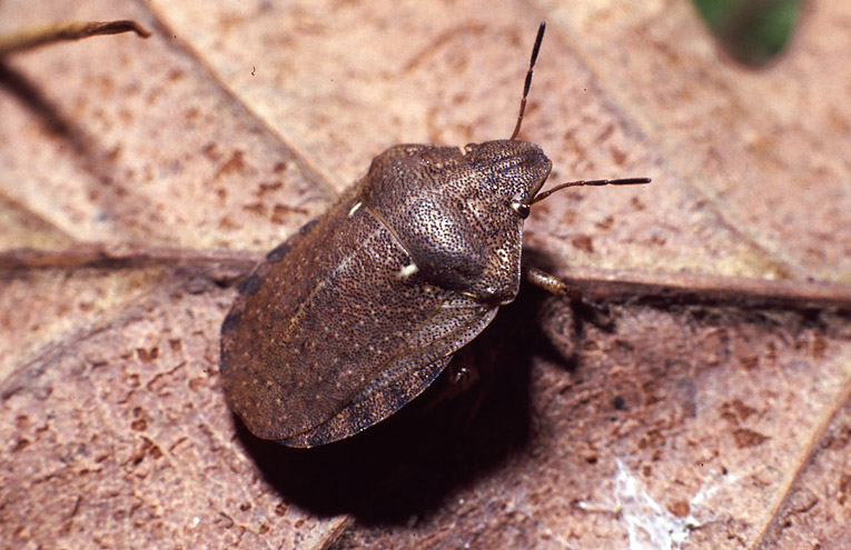 Gemeine Getreidewanze (Eurygaster maura)