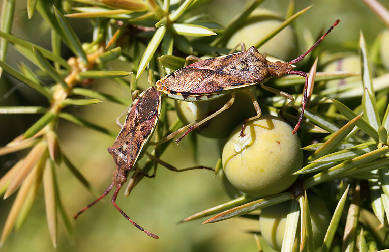 Wacholder-Randwanze (Gonocerus juniperi)