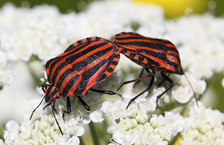 Streifenwanze (Graphosoma lineatum)