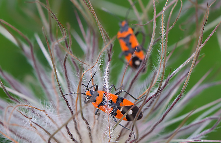 Ritterwanze (Lygaeus equestris)