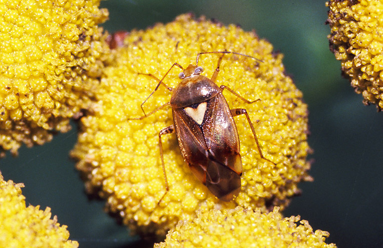 Gemeine Wiesenwanze (Lygus pratensis)