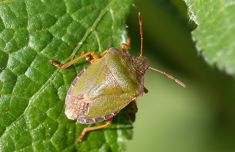 Grüne Stinkwanze (Palomena prasina)