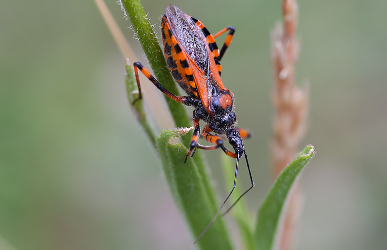 Rote Mordwanze (Rhynocoris iracundus)